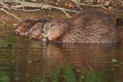 Beaver photo